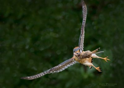 Flying Kestrel with Mouse