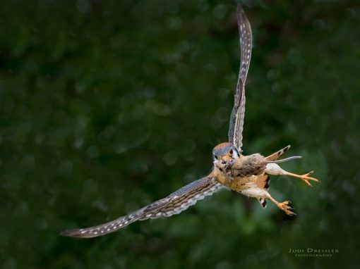 Flying Kestrel with Mouse