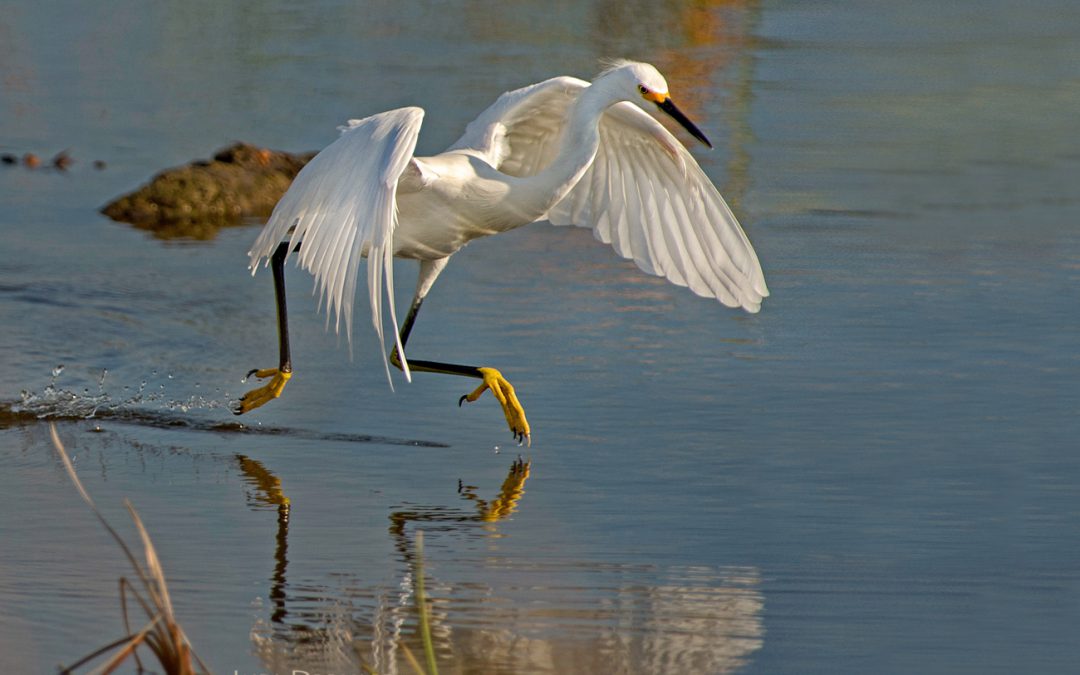 Snowy Egret On The Move