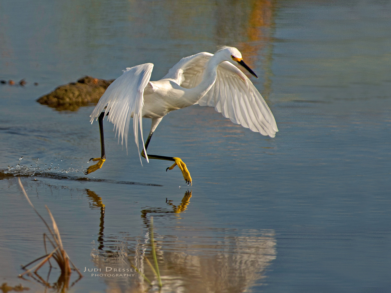 Snowy Egret On The Move
