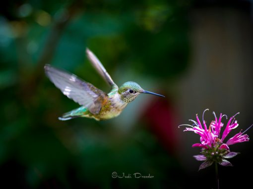 Hummingbird Jewel