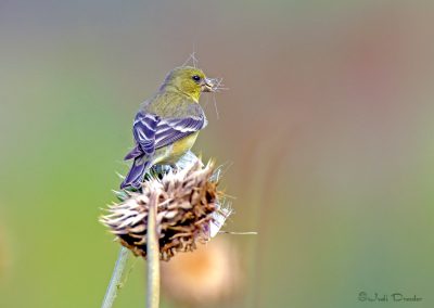 Goldfinch On A Thistle