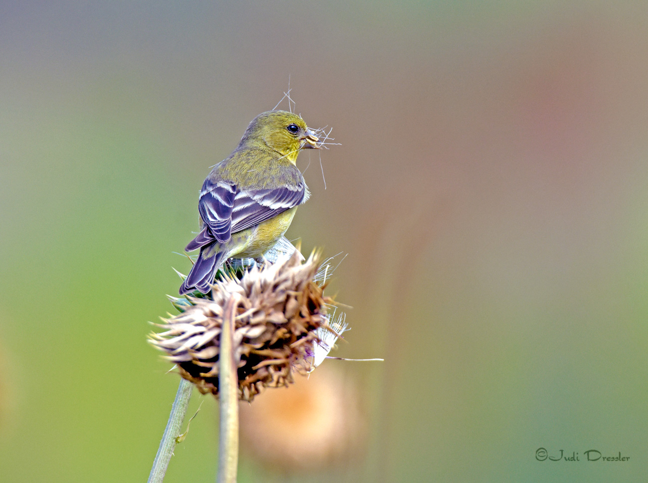 Goldfinch On A Thistle