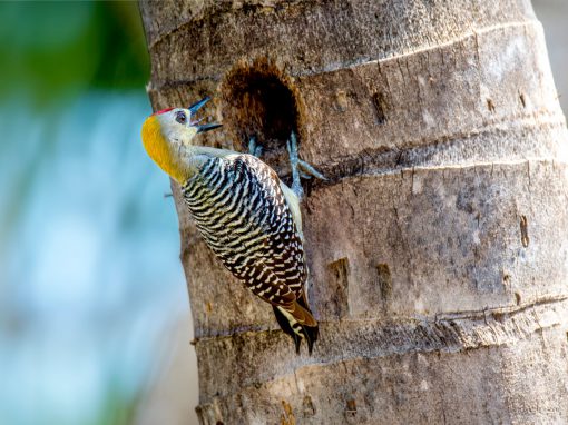 Woodpecker At The Nest