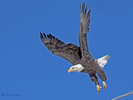 Bald Eagle Taking Off