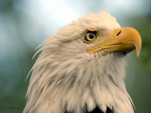 Regal Bald Eagle Portrait