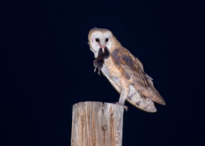 Barn Owl with Vole