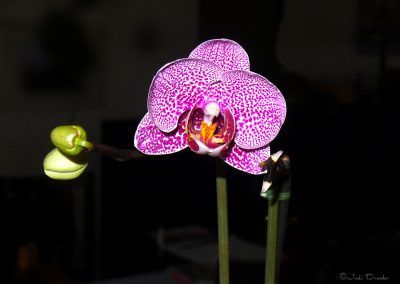 Orchid Flower in Bloom