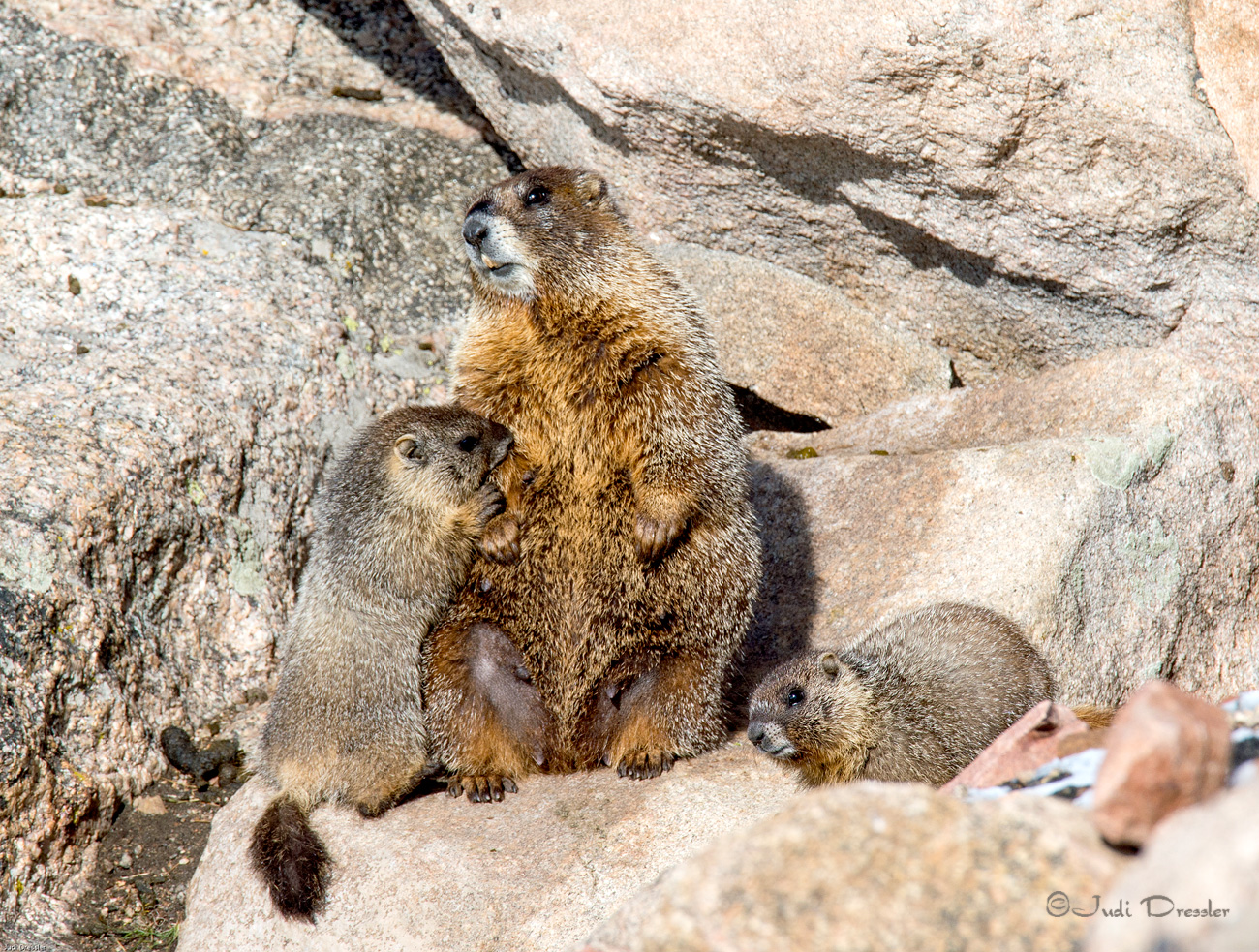 Marmot Family
