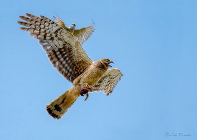 Northern Harrier with Lunch