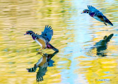 Flying Wood Ducks