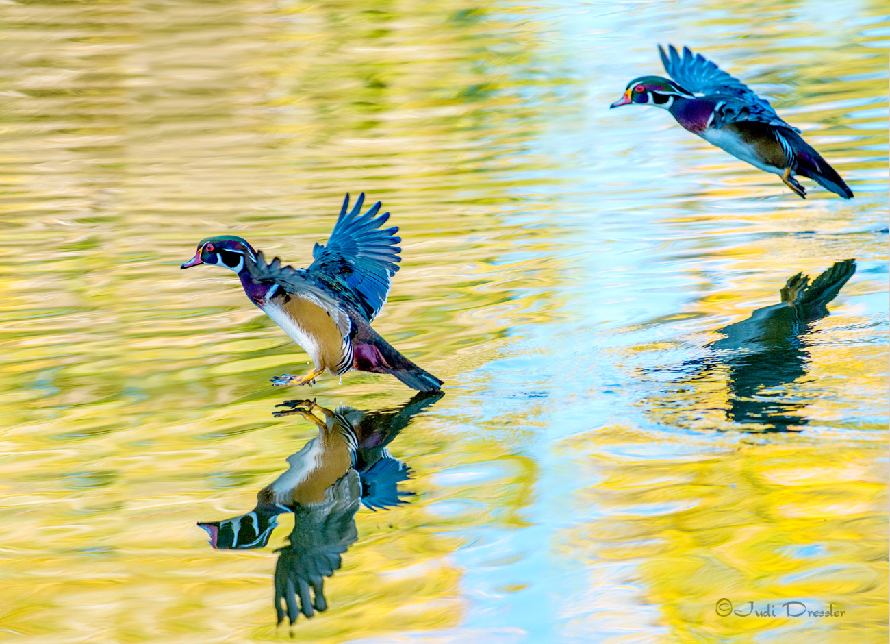 Wood Ducks flying