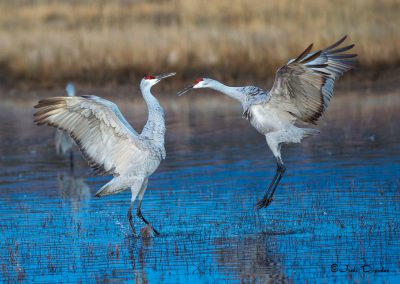 Sandhill Cranes Dancing