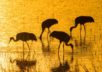 Sandhill Cranes on Golden Pond