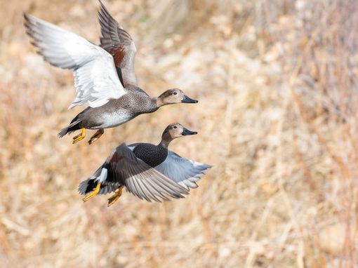 Flying Gadwall couple