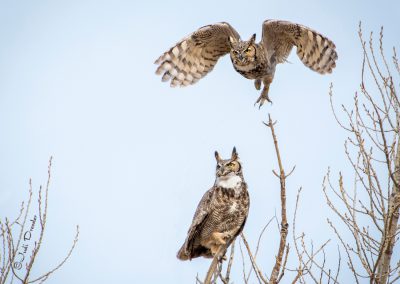 Great Horned Owl Couple