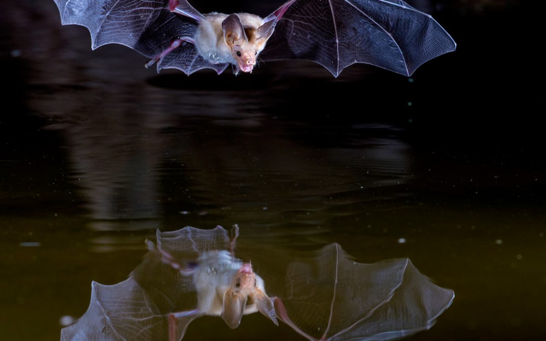 Bat Flying Over Pond