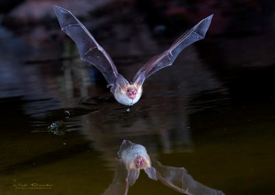 Pallid Bat on Pond