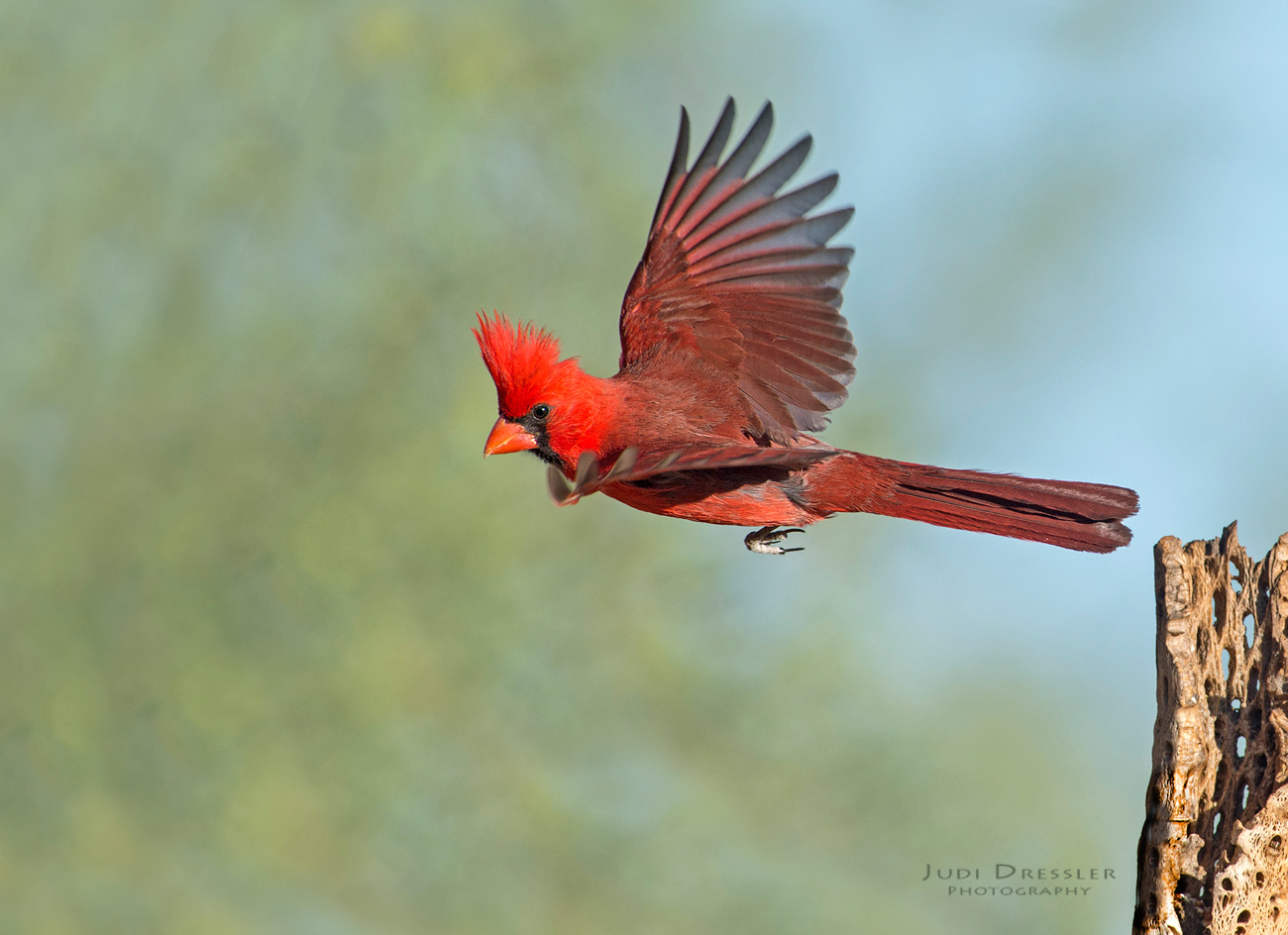 Northern Cardinal in Flight