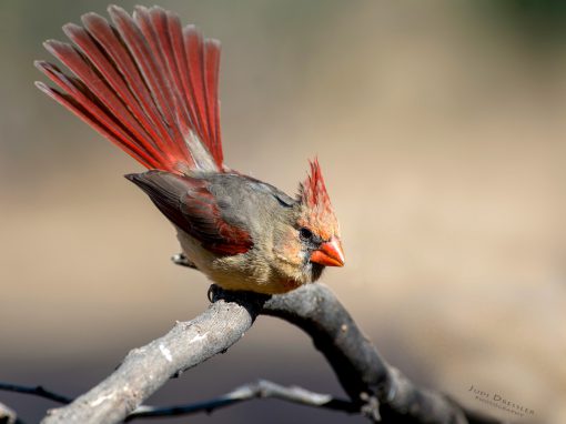 Ms Northern Cardinal showing off her tail
