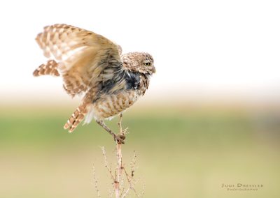 Male Burrowing Owl on Mullein