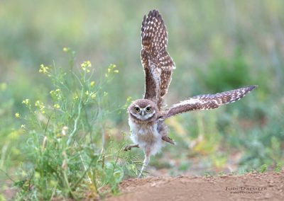 Young Burrowing Owl Spies Grasshopper
