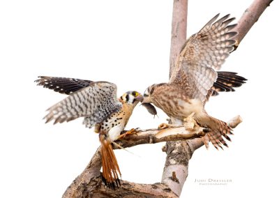 Kestrel Handing Mouse To Baby