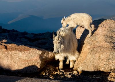 Mom and Baby Mountain Goat