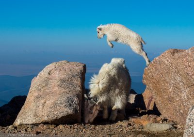 Leaping Baby Mountain Goat