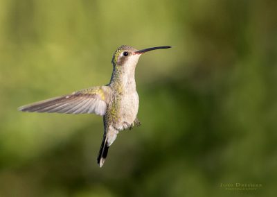 Female Broad-billed Hummingbird