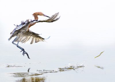 Reddish Egret Chasing Fish