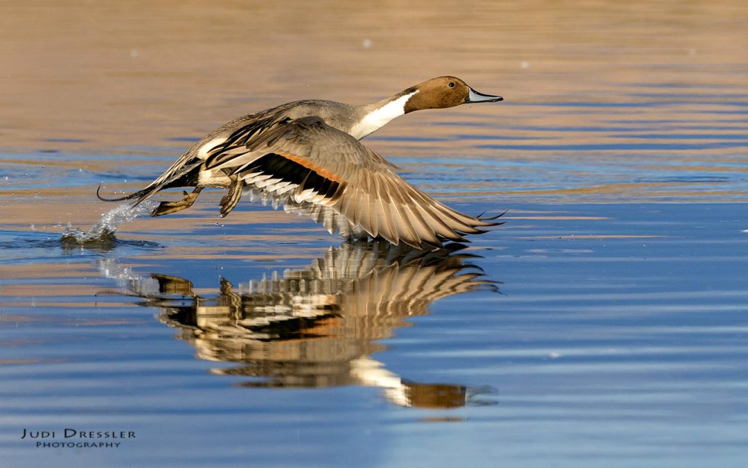 Northern Pintail with Reflection