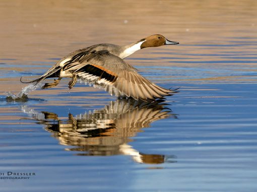 Northern Pintail with Reflection
