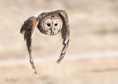 Barred Owl in Flight