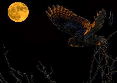 Moonlit Great Horned Owl