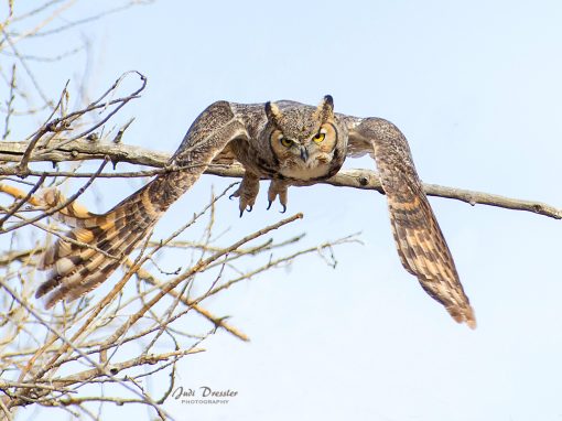 Great Horned Owl Taking Off