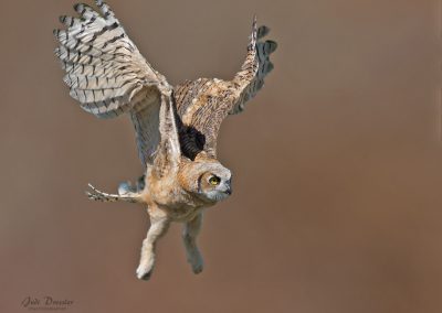 Young Great Horned Owlet