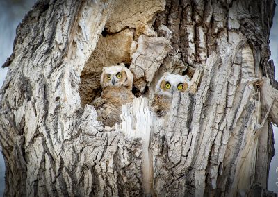 Great Horned Owl Babies