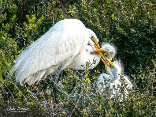 Great White Egret Nest — Mom and Babies