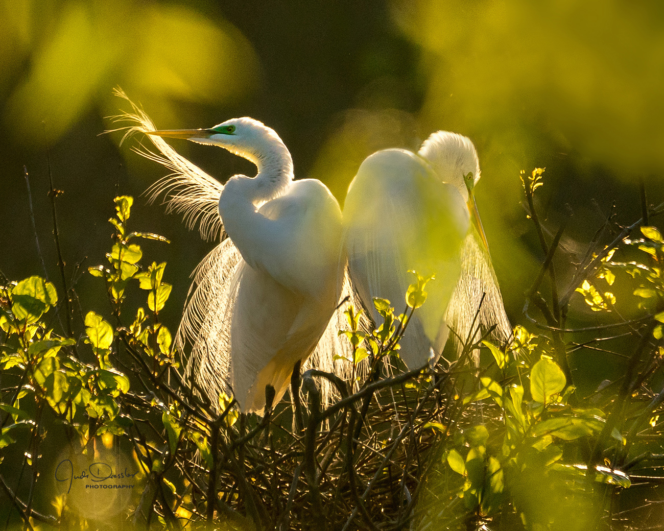 Nesting Great Egrets In The Early Morning Sun