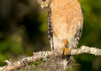 Portrait Of A Red-shouldered Hawk