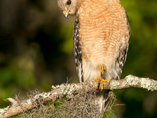 Portrait Of A Red-shouldered Hawk