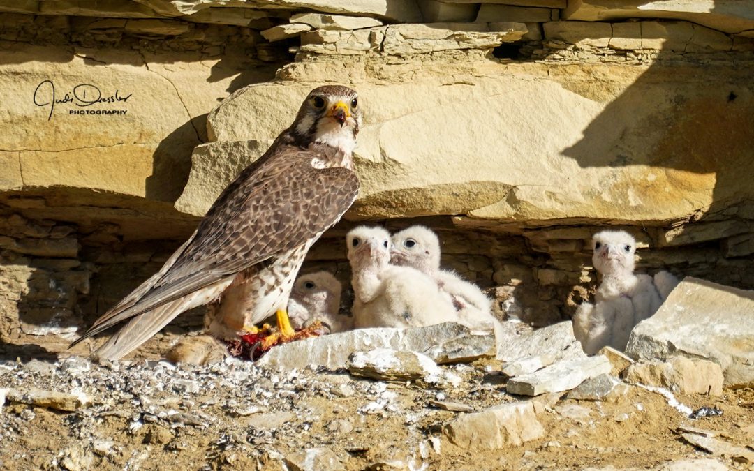 Prairie Falcon Cliff Nest