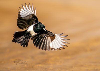 Magpie Beauty