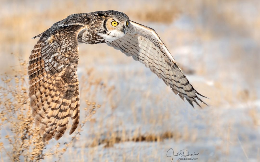 Great Horned Owl on the Hunt