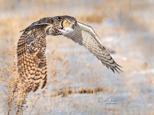 Great Horned Owl on the Hunt
