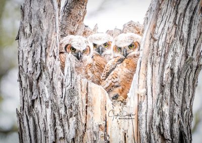 Owl Baby Triplets