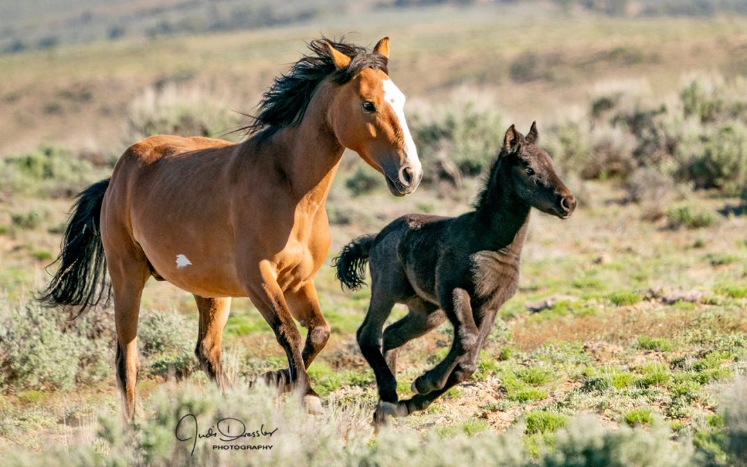 Running Wild Mustangs – Mom And Baby
