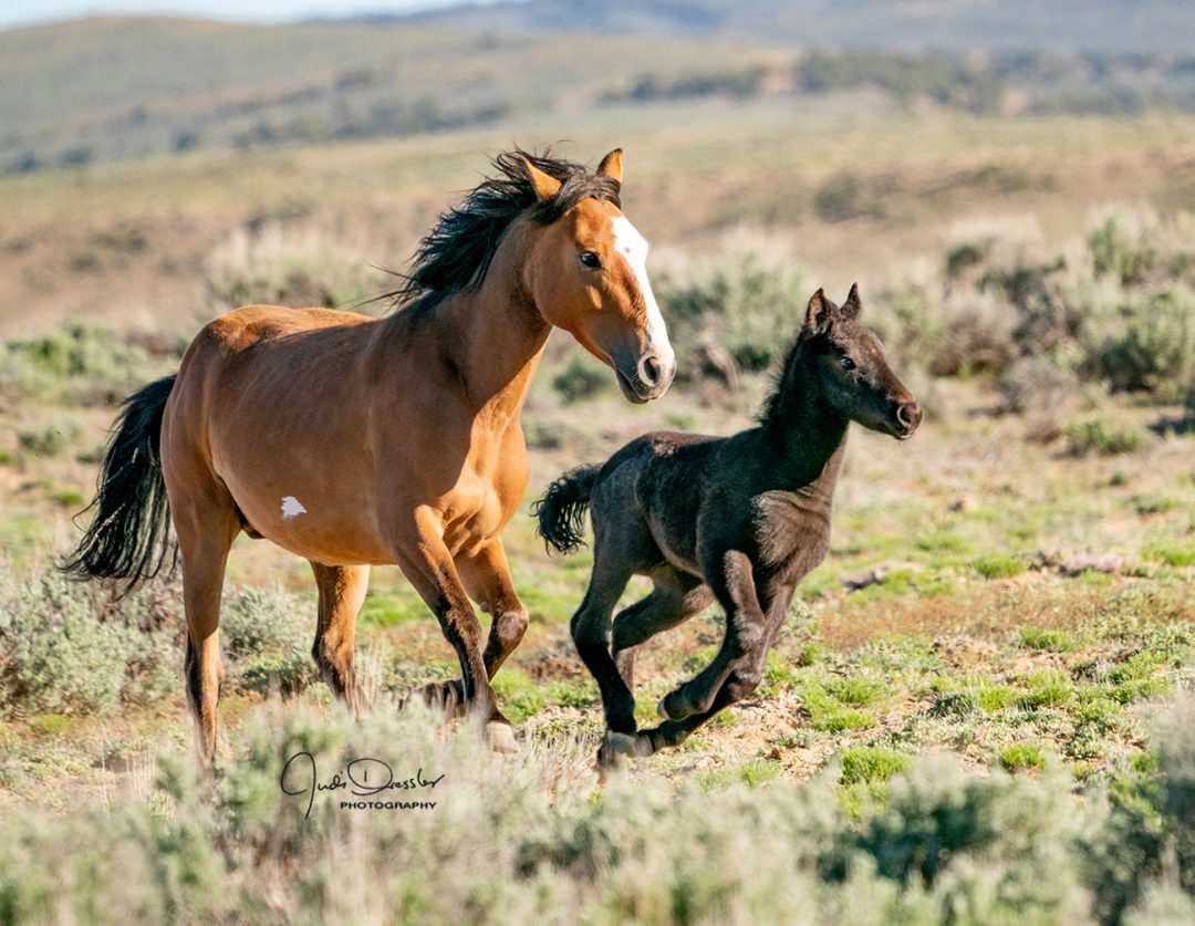 Running Wild Mustangs – Mom And Baby