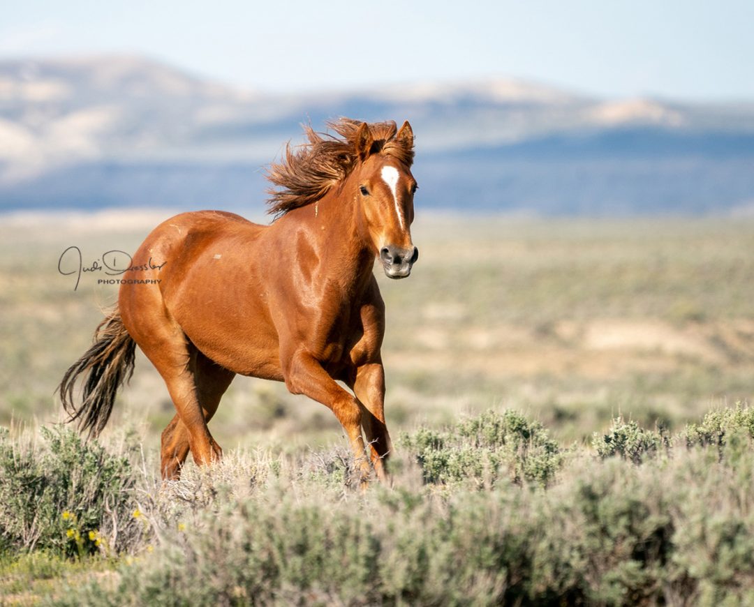 Proud And Free – Wild Mustang Horse